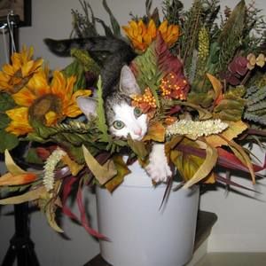 Meet your Posher, Janet